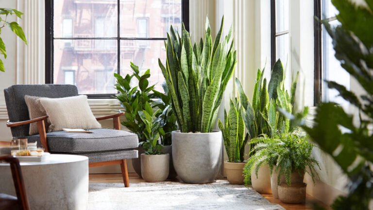 Indoor Greenery